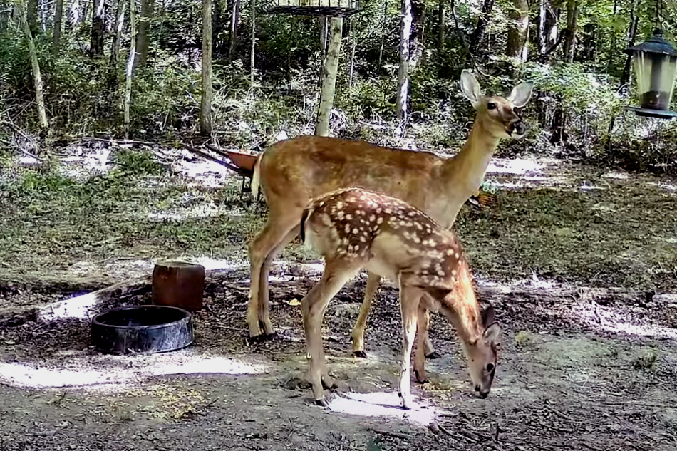 white tailed deer at a feeder in indiana