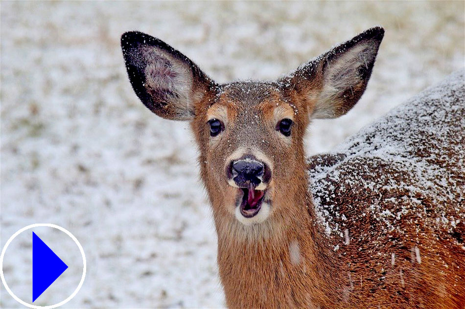 a deer in the snow