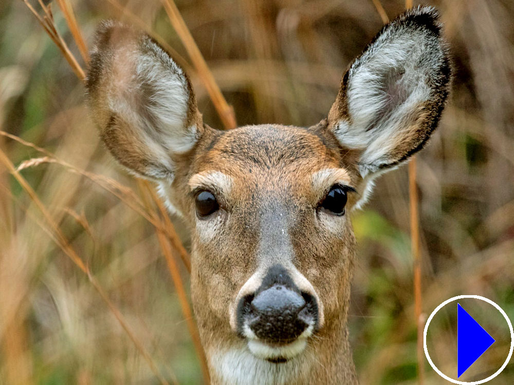 white tailed deer
