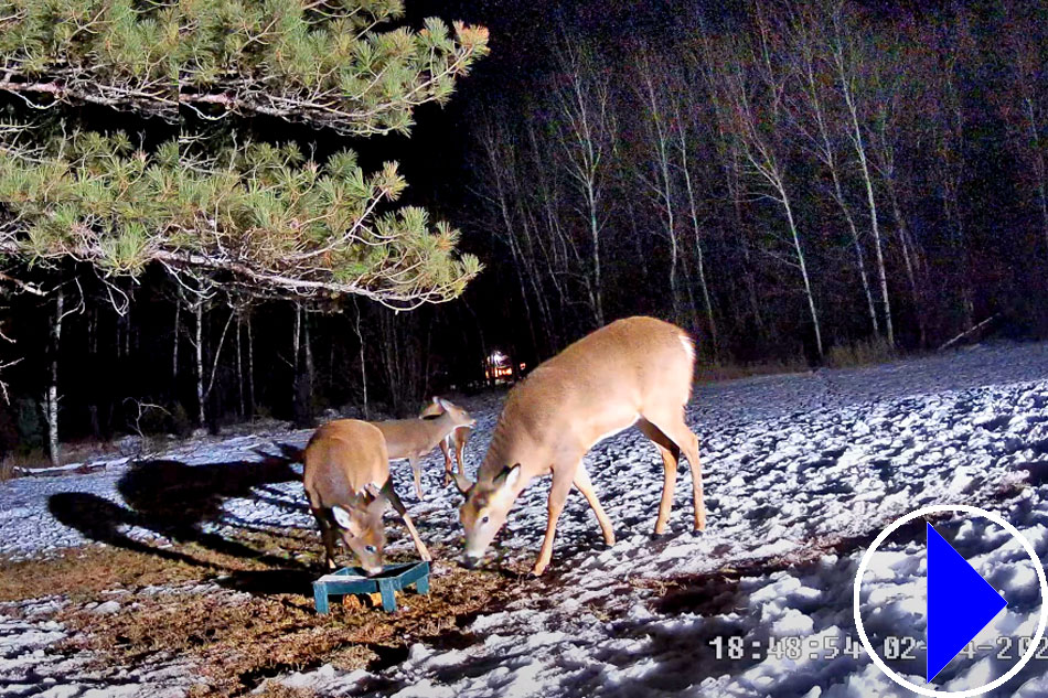 deer in minnesota