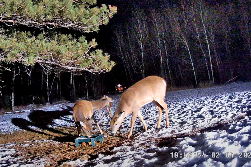 wild deer in minnesota