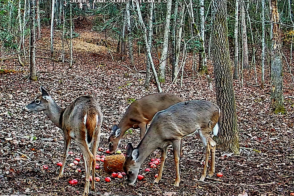 deer in north carolina