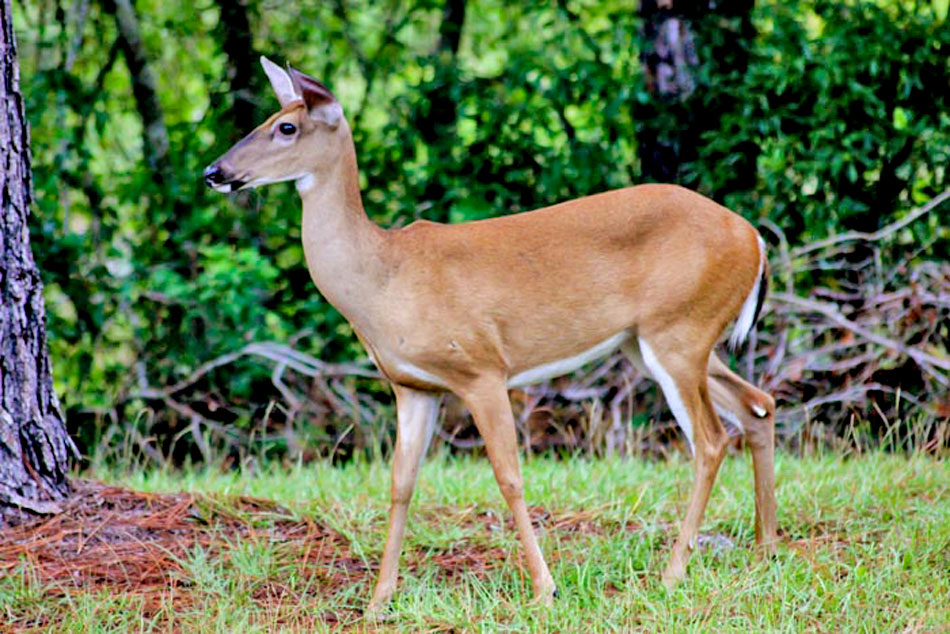 white tailed deer