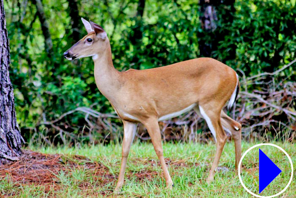 a white tailed deer