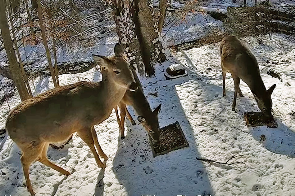 deer in ohio