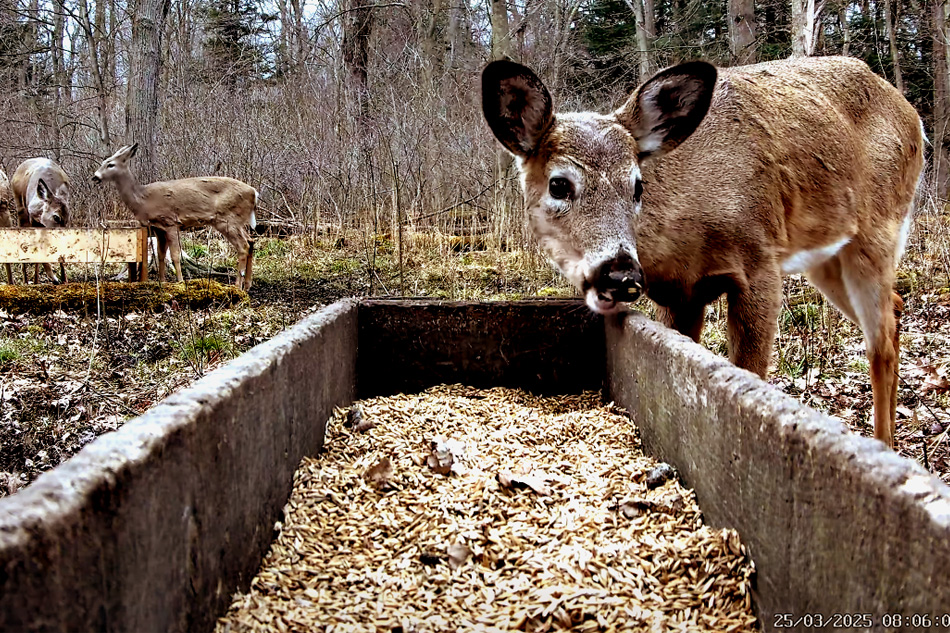 deer in ferwood hills ontario