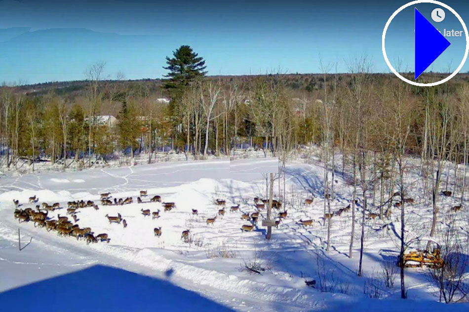 Live Streaming Webcam Deer Feeding Area Maine United States