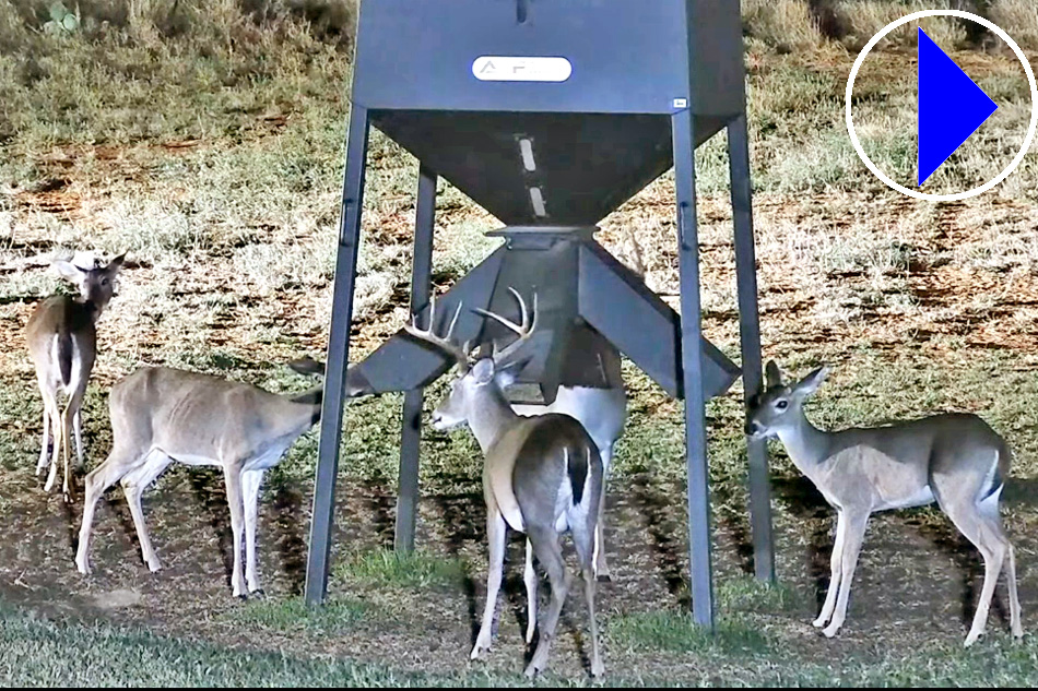 white tailed deer in south texas