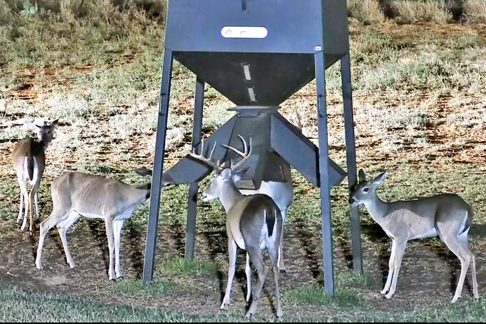 deer at a feeder in south texas