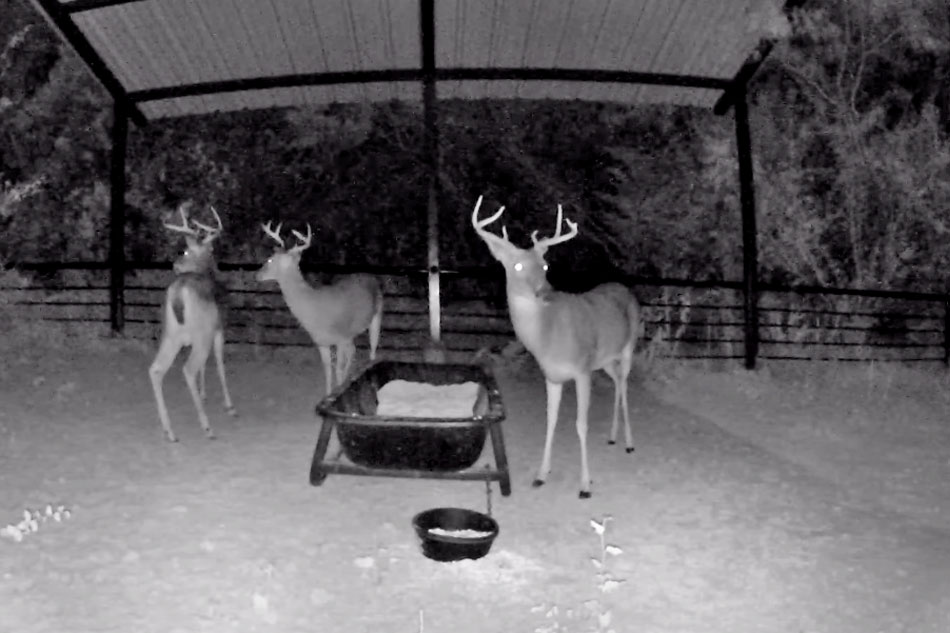 deer feeding station