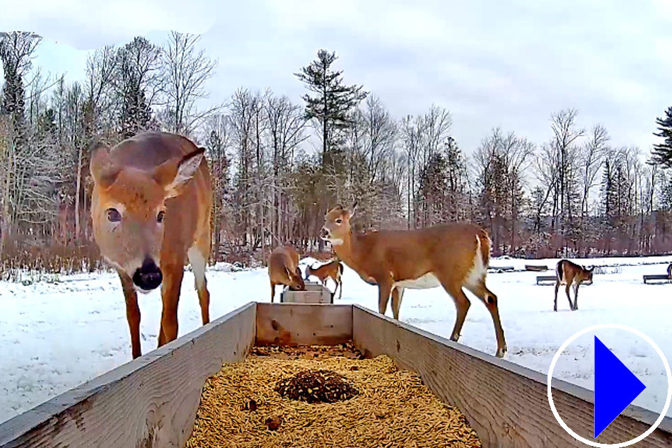 Live Streaming cam Deer Feeding Trough Maine United States