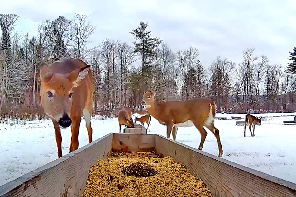 White Tailed Deer at a feed trough