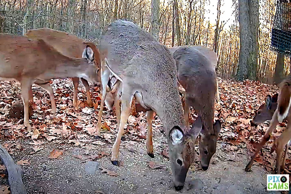 White Tailed Deer webcam in pennsylvania