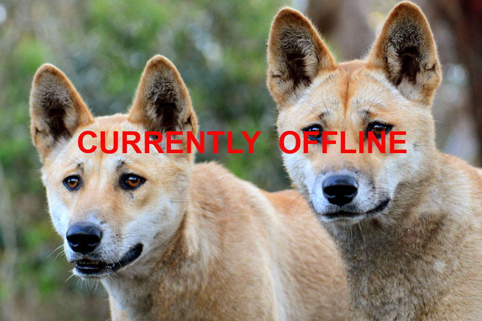 two dingos