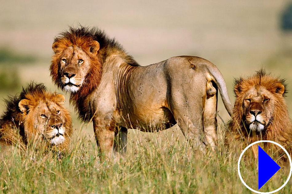 male lions