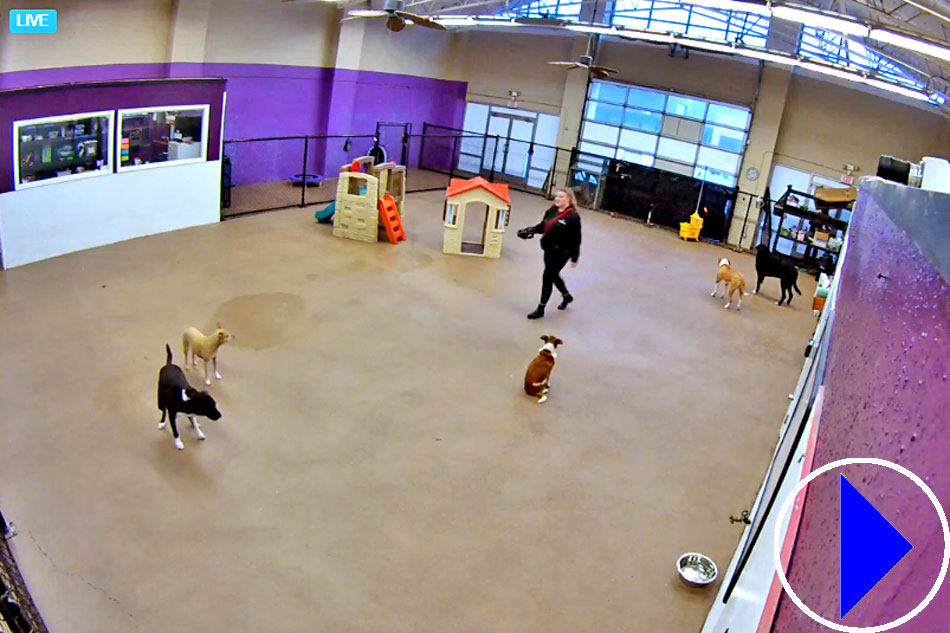 doggy day care