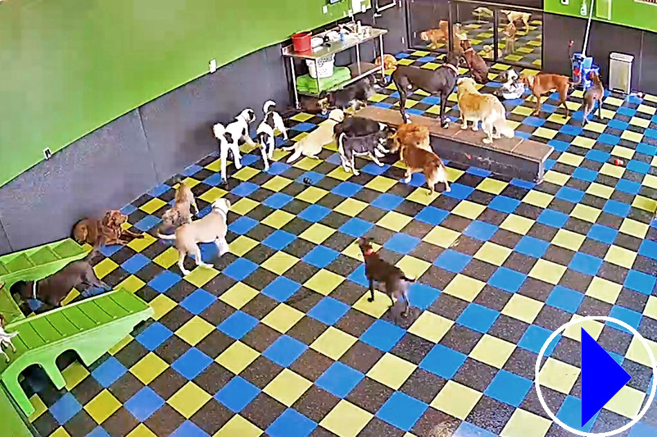 dog day care cincinnati