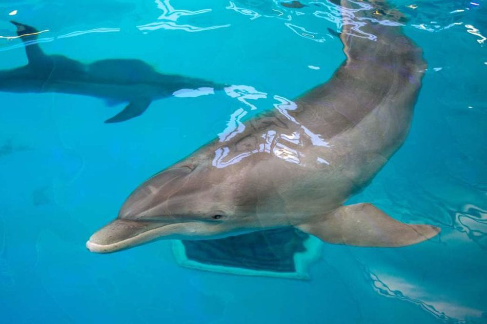 dolphin at clearwater marine aquarium