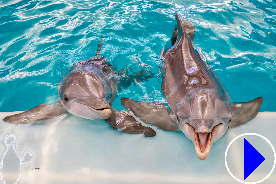 bottlenose dolphins