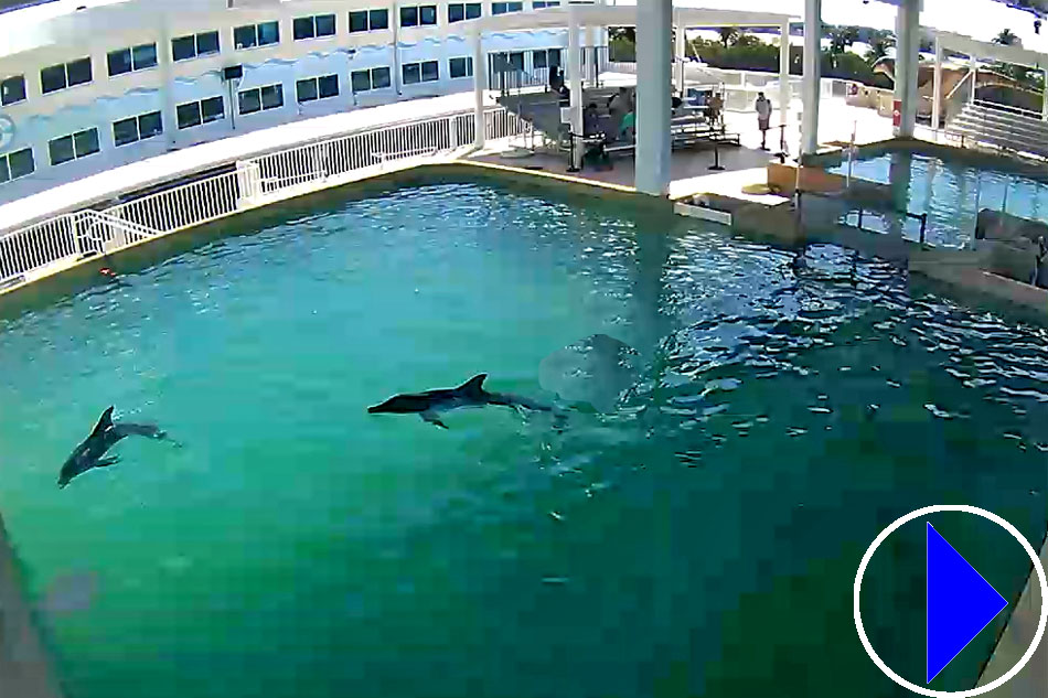 dolphins at clearwater marine aquarium
