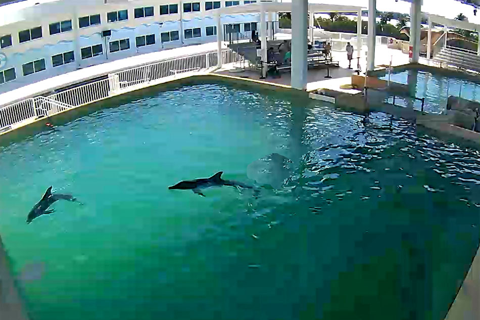 dolphins at clearwater marine aquarium