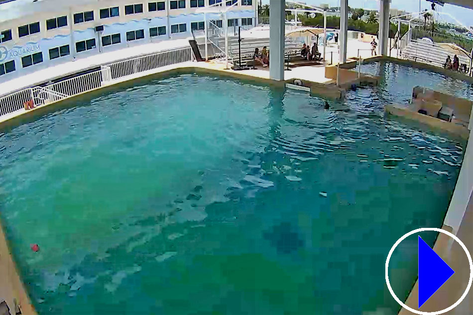 clearwater marine aquarium