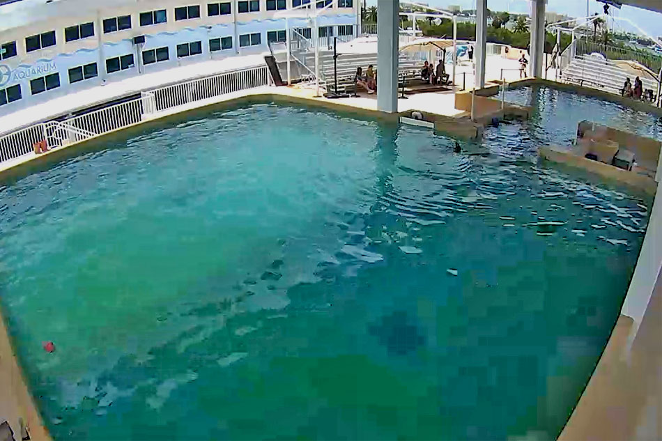 clearwater marine aquarium live cam clearwater marine aquarium live cam