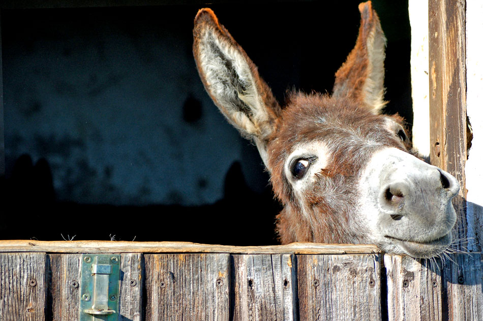 donkey at a stable door