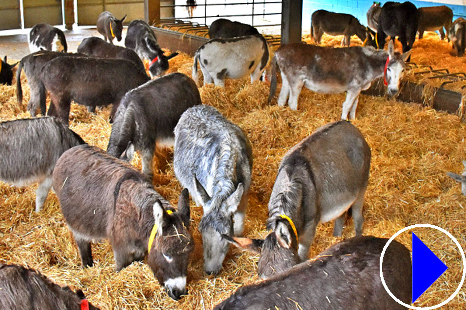 donkeys in a field