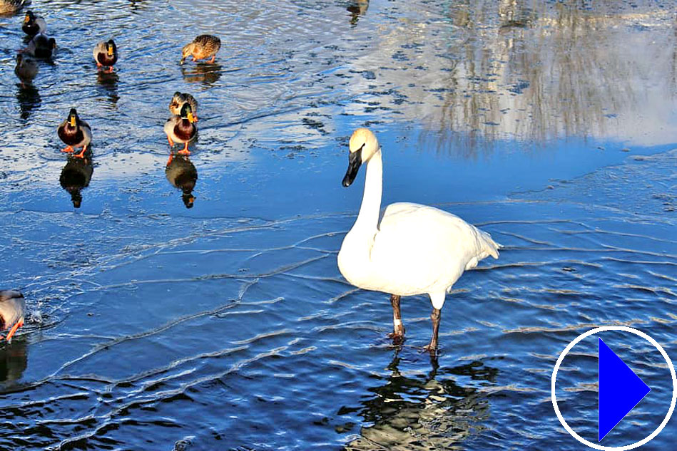 swans and ducks