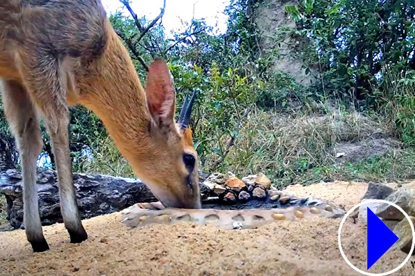 duiker drinking