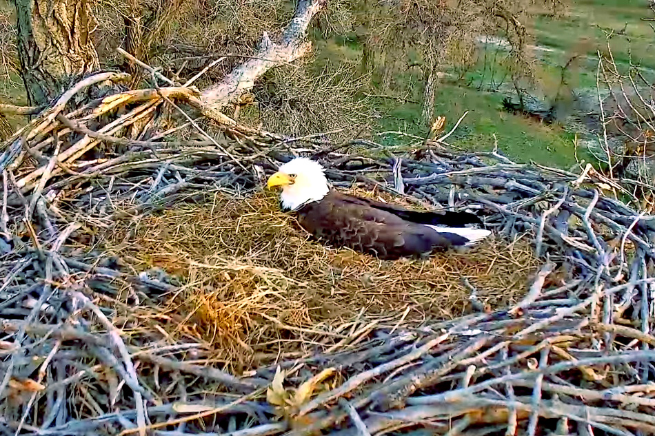 bald eagle in fort st vrain