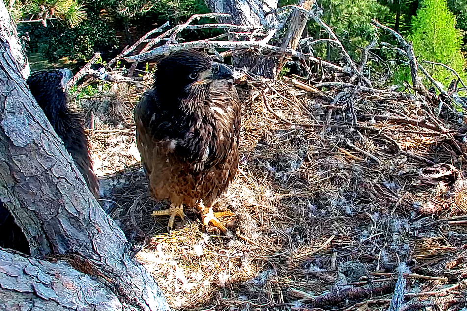 bald eagle hilton head island
