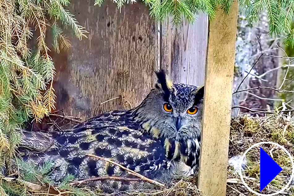 eagle owl nest in estonia