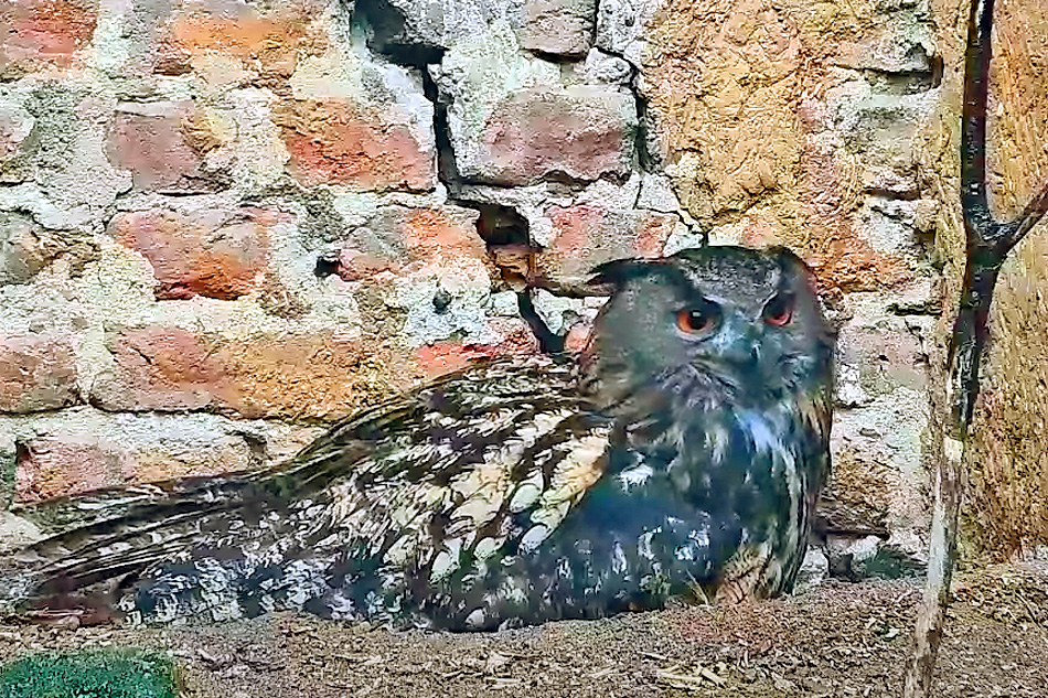 eagle owl in germany