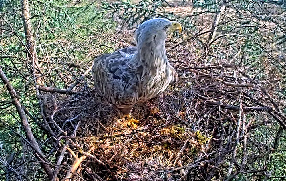 white tailed eagle at uist forest retreat