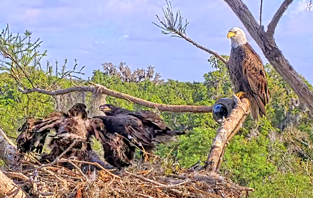 bald eagle nest in winter park florida