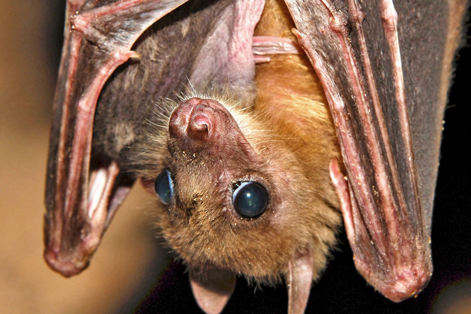egyptian fruit bat