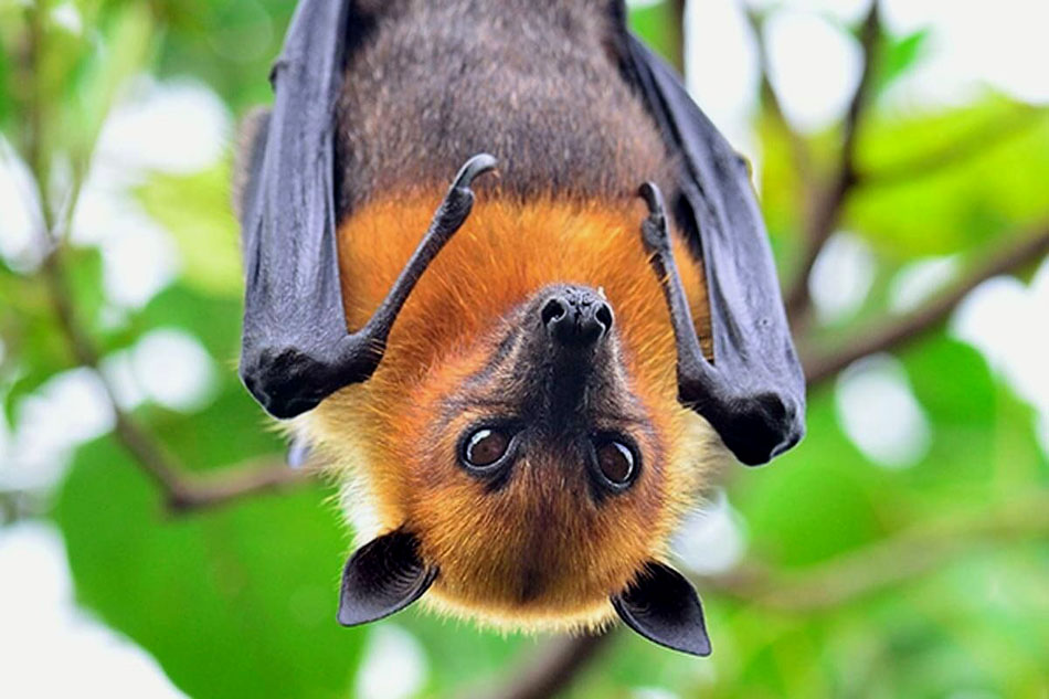 small bat hanging