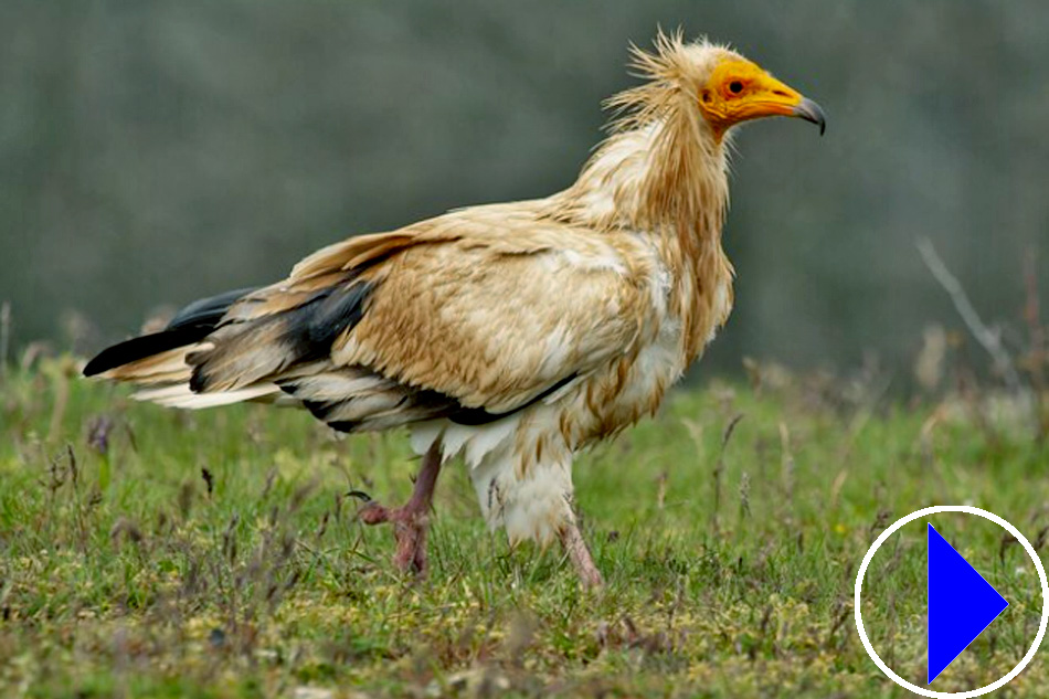 griffon vultures