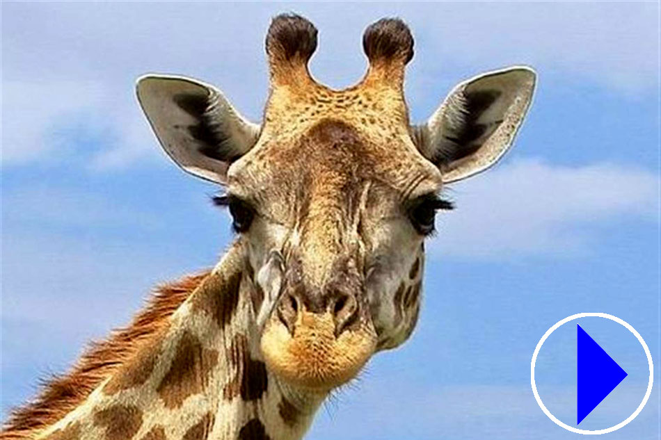 Portrait of a reticulated Giraffe