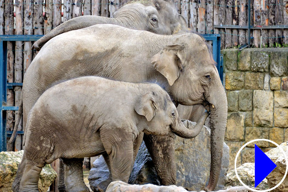 elephants at the zoo