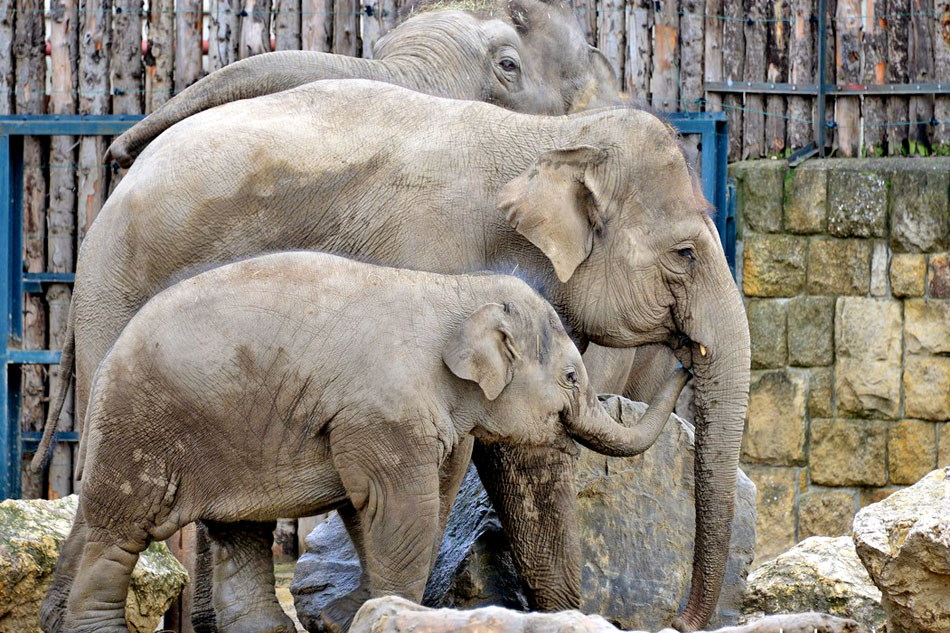 elephants at budapest zoo