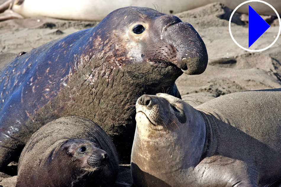 elephant seals