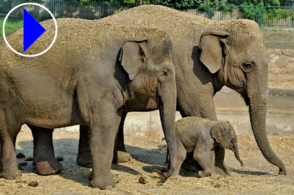 Two Zoo Indian Elephants with a very small calf