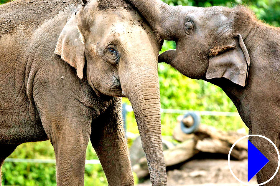 elephants at taronga zoo