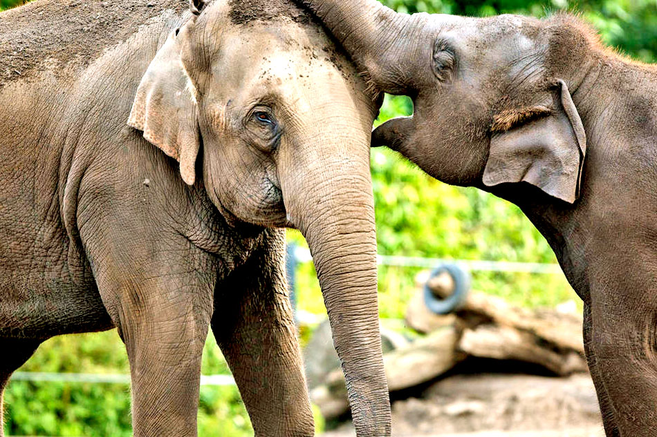 zoo elephants playing