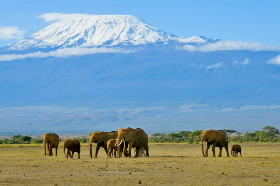 elephants and kilimanjaro