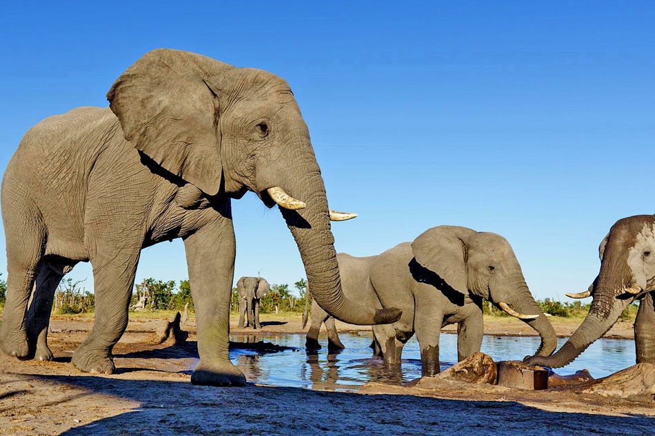 elephants at a waterhole