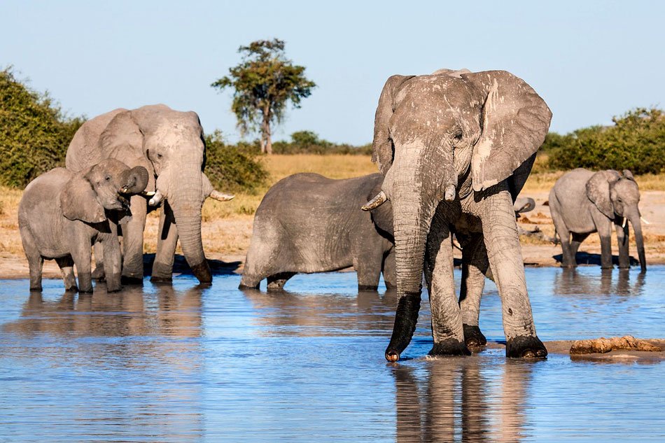 African Elephants